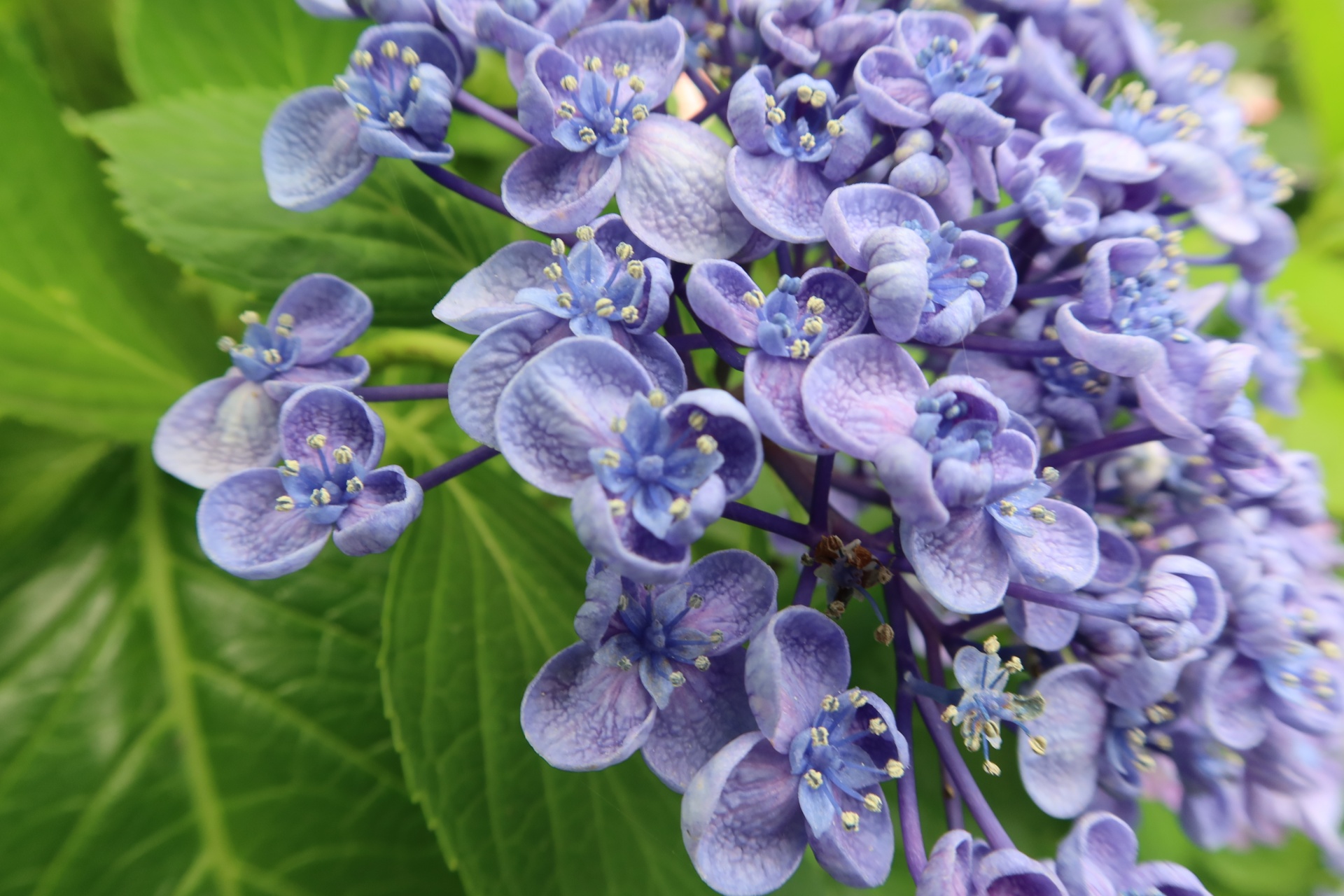 オタフクアジサイ