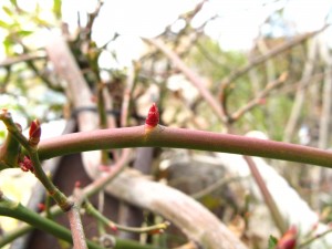 モッコウバラ芽