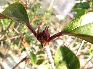 ハクサンボク萌芽