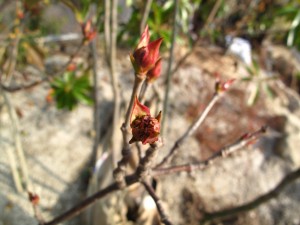 ハクサンボク萌芽