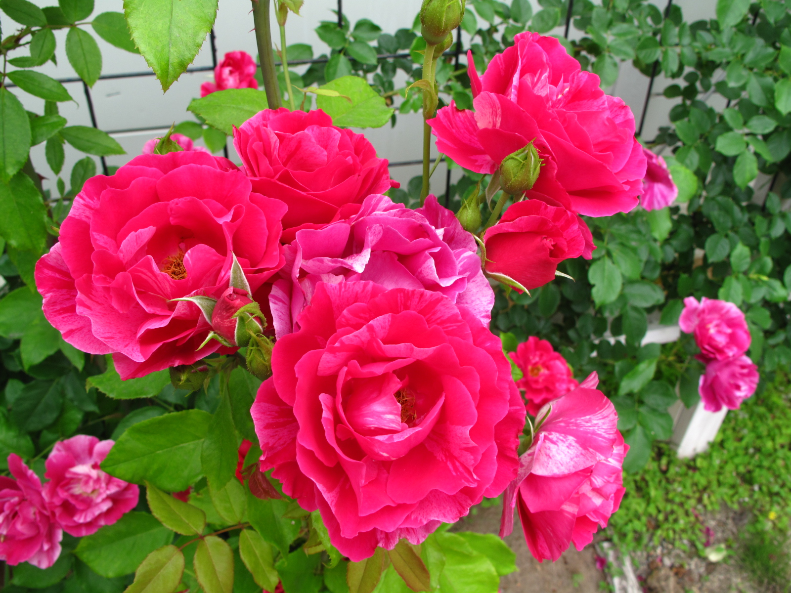 ギー・サヴォア