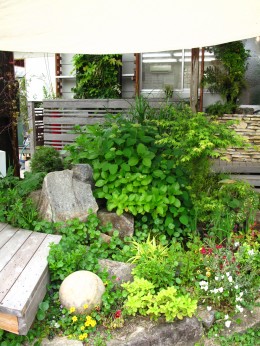 お庭のアジサイ アナベルとオタフク ５月３０日 愛知の庭 外構デザイン ティーズガーデンスクエア