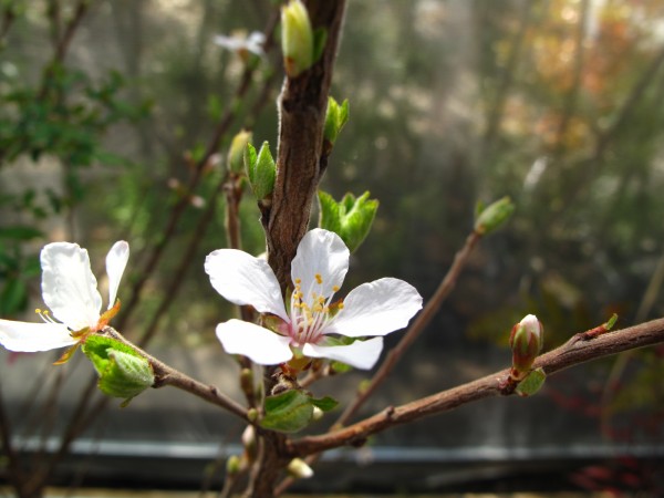 ユスラウメ花４月