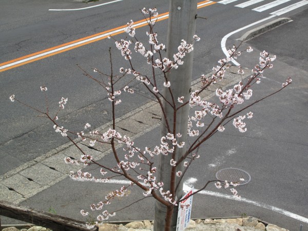ソメイヨシノ