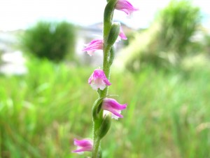 屋根の花