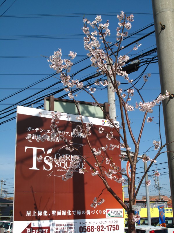 桜