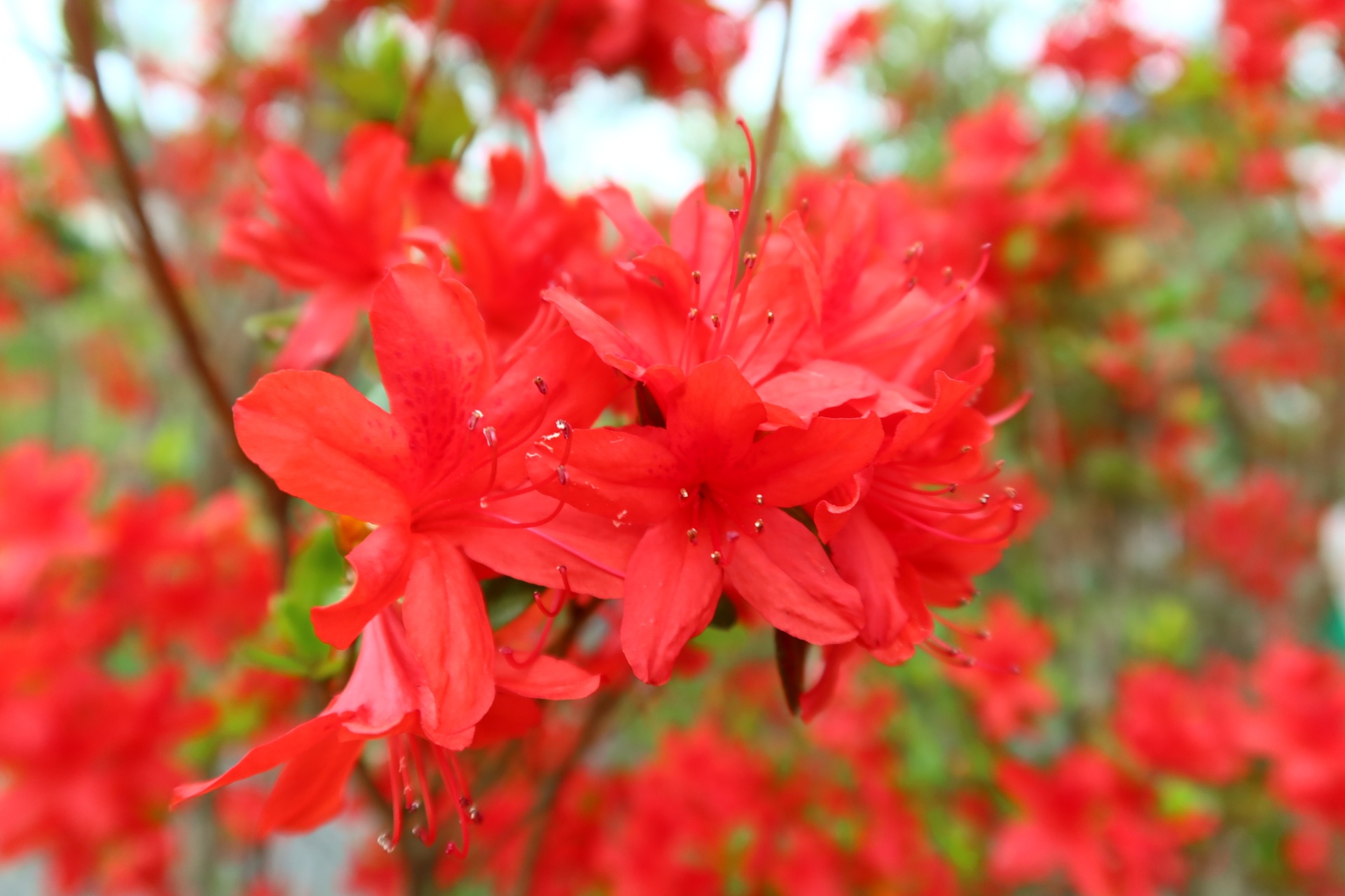 ホンキリシマツツジ