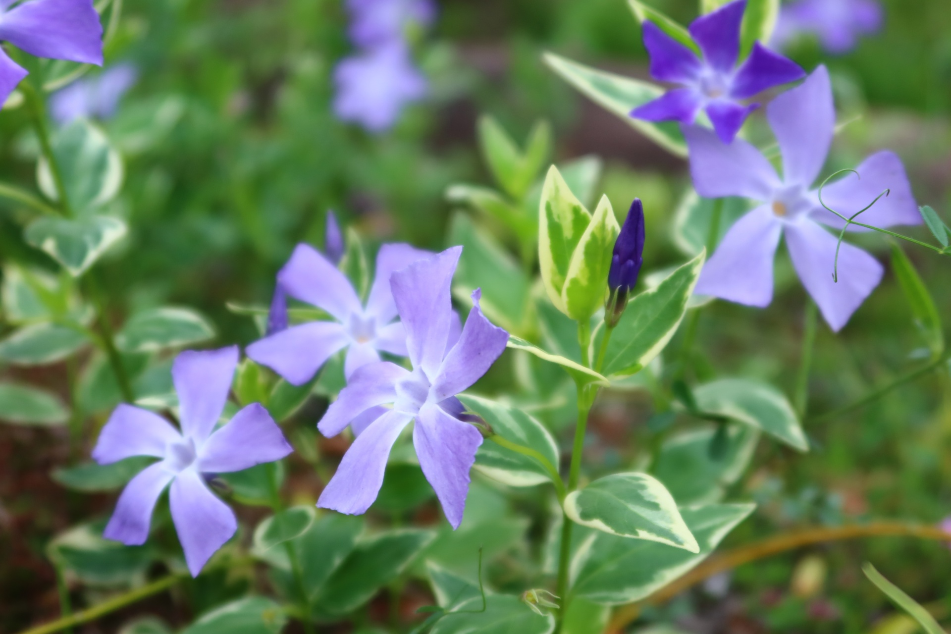 斑入りツルニチニチソウ