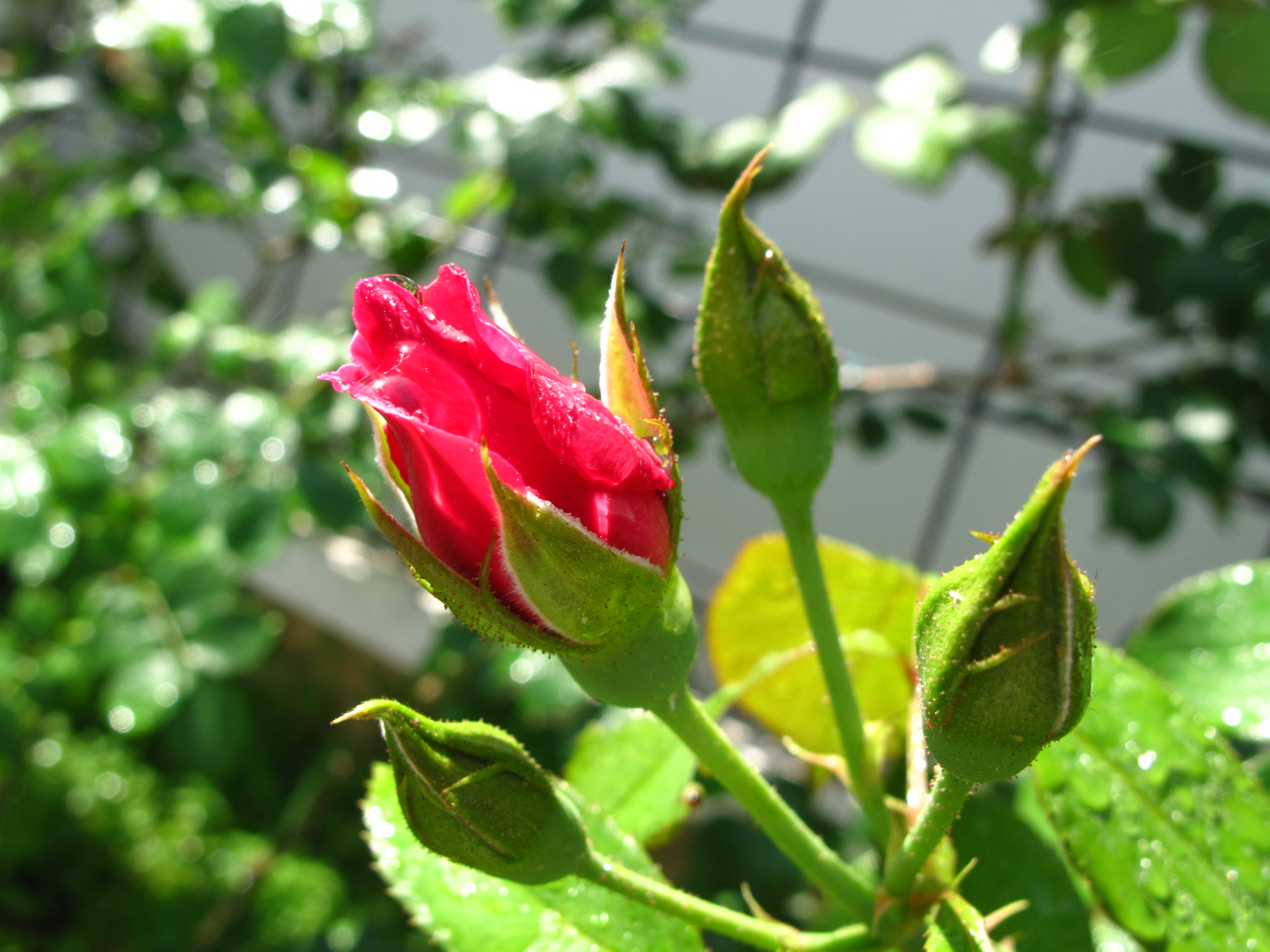 ギー・サヴォア蕾