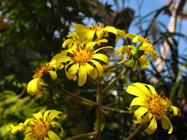 ツワブキ花