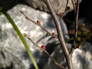 ヒュウガミズキ冬芽