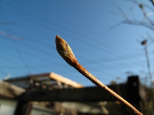 ミヤマツツジ冬芽