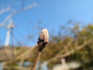 アオダモ冬芽