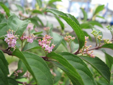 コムラサキ花