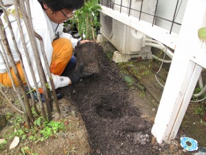 植え込み