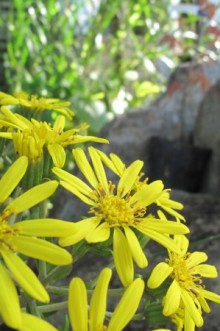 ツワブキ花