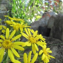 ツワブキ花