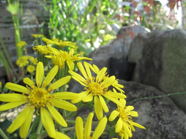 ツワブキ花