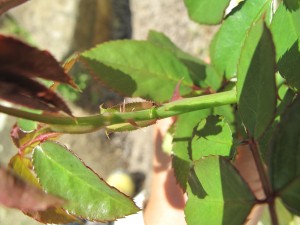 チュウレンジバチ幼虫