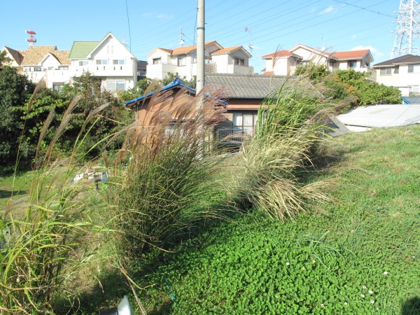 屋根ススキ