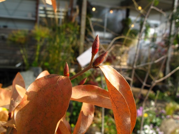 ヤマコウバシ冬芽