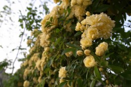 モッコウバラの誘因 植栽アーチの作り方 愛知の庭 外構デザイン ティーズガーデンスクエア
