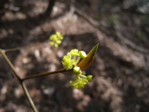 クロモジ花