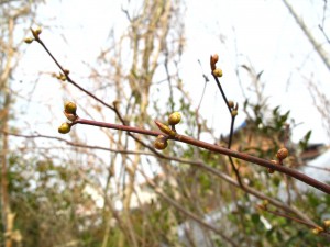 シロモジ芽