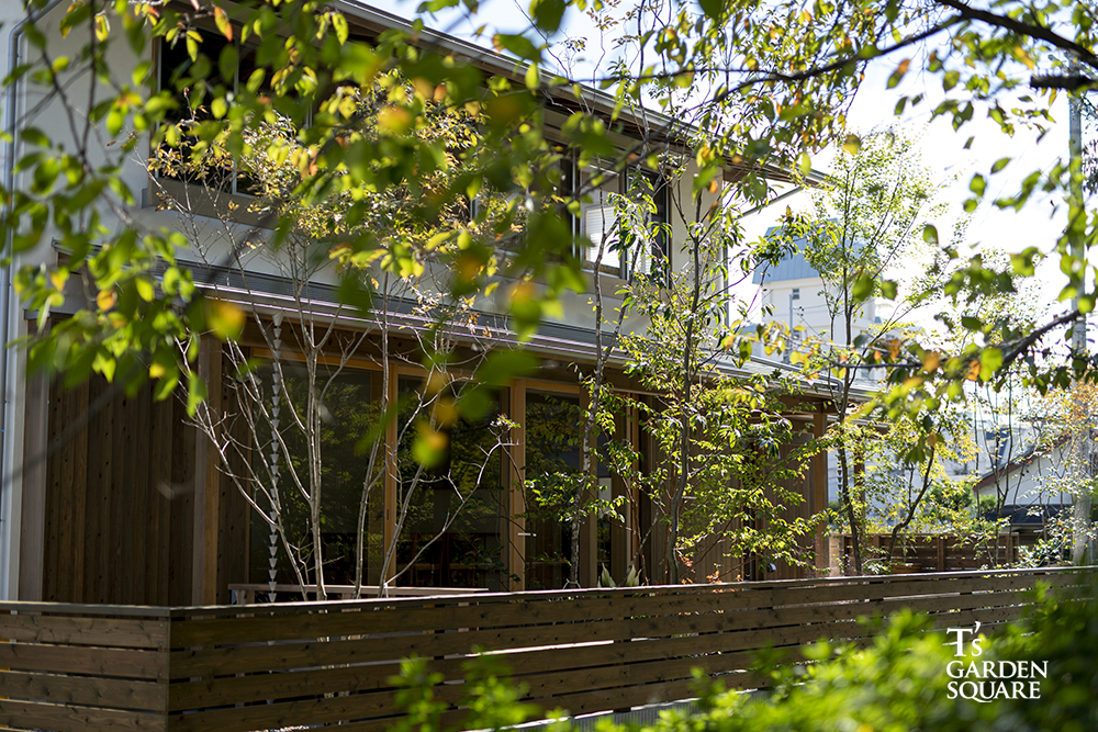 庭イメージアオダモ