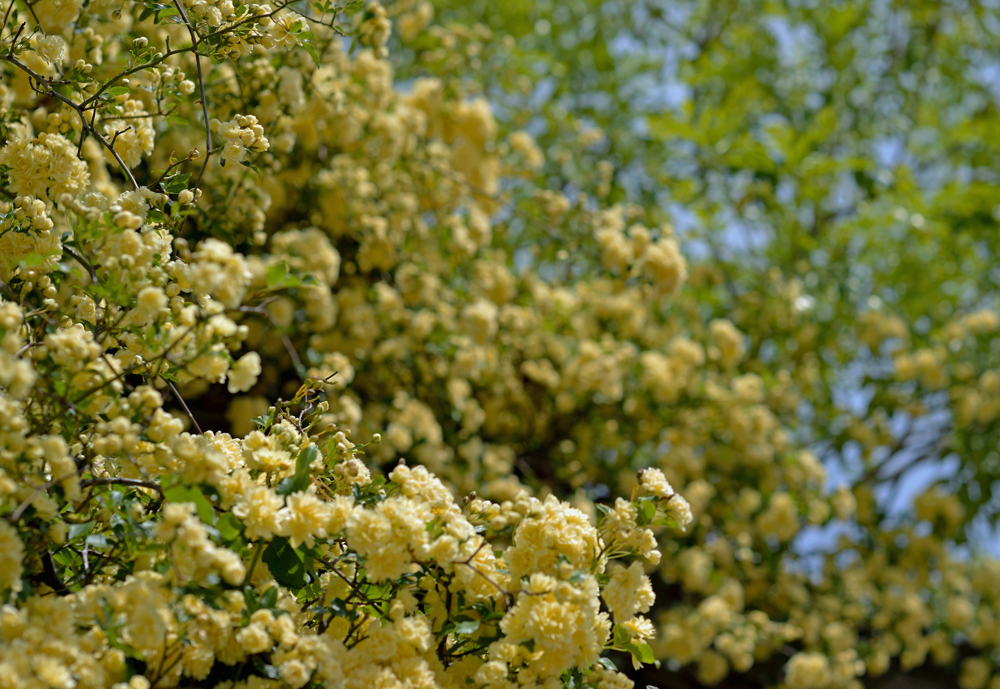 モッコウバラ手入れ