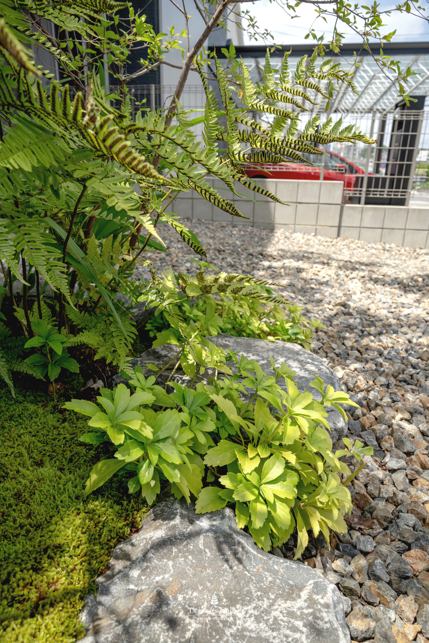 植物アプローチ植栽