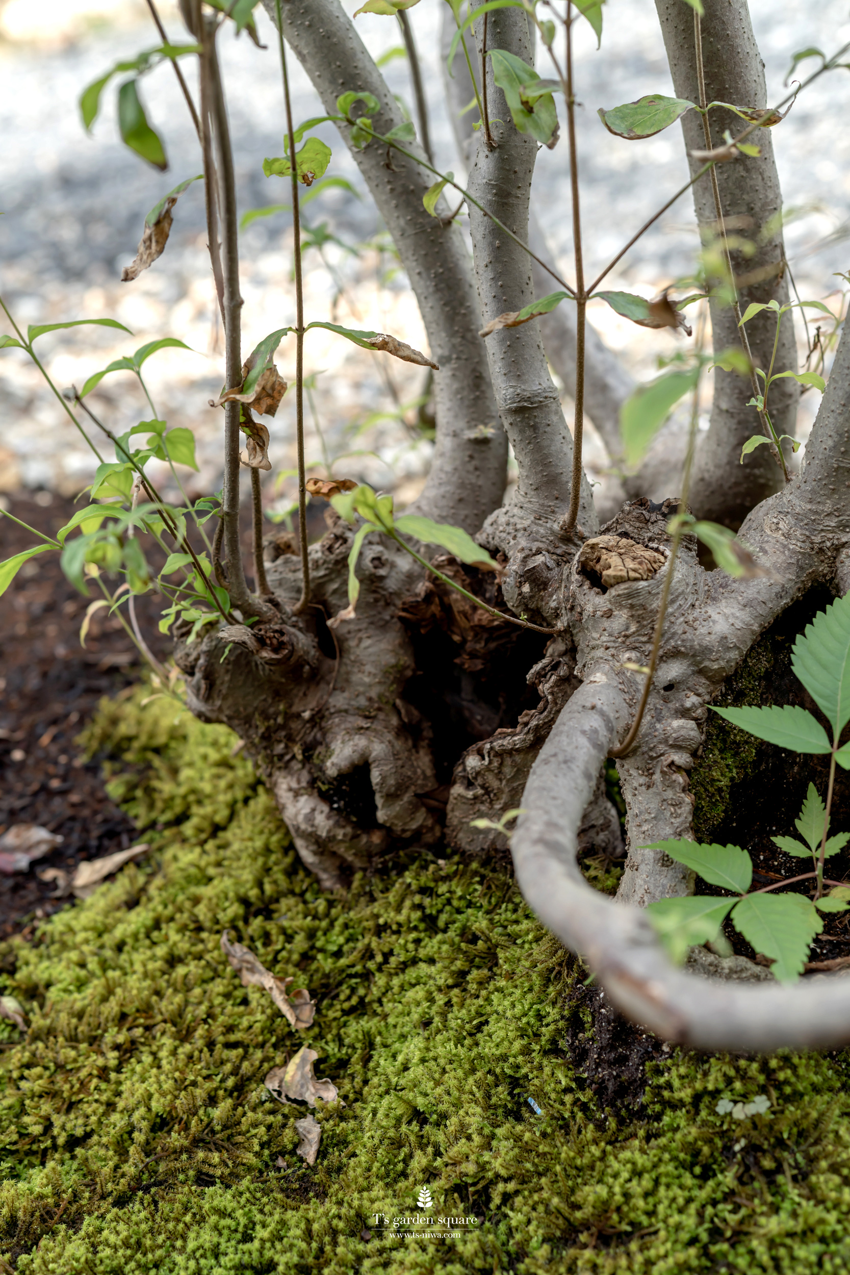 ヤマボウシ苔の庭