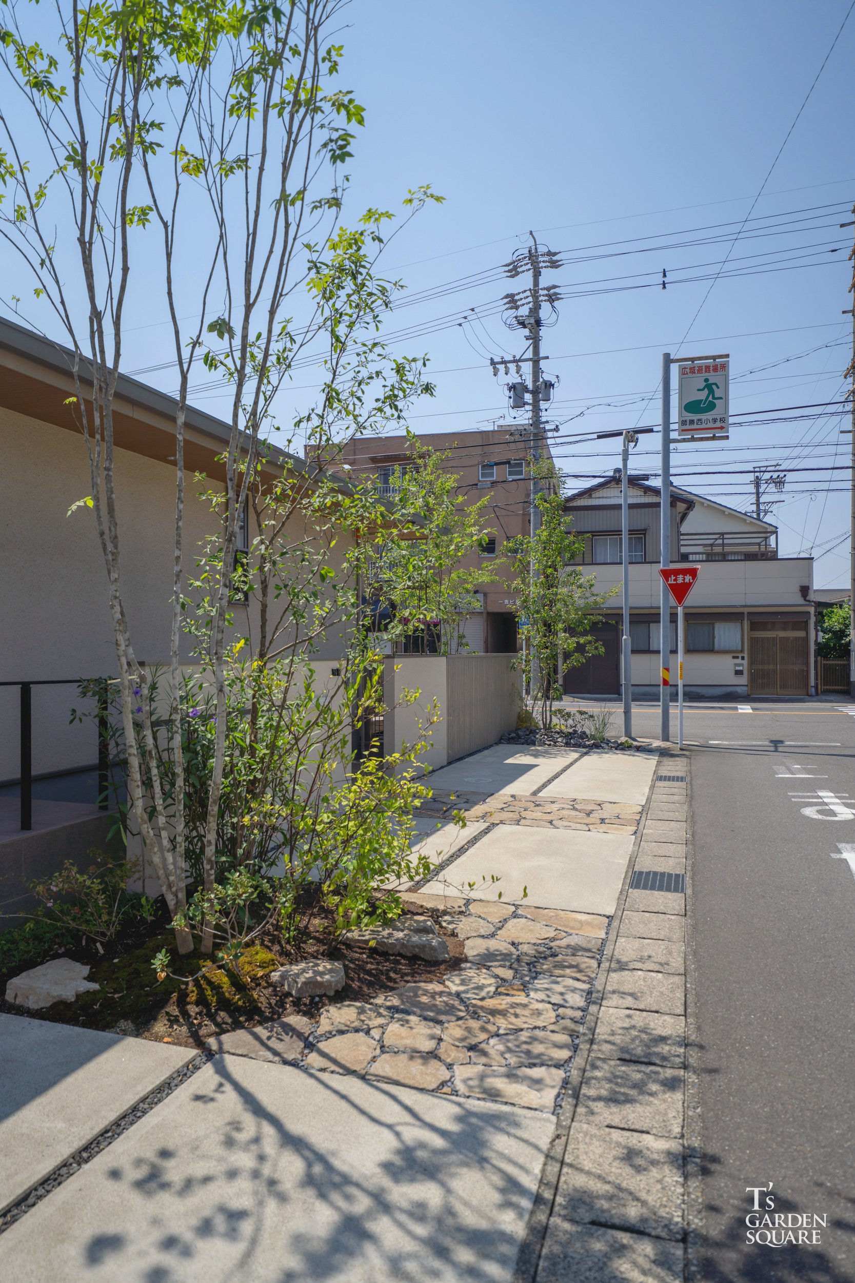 アオダモ